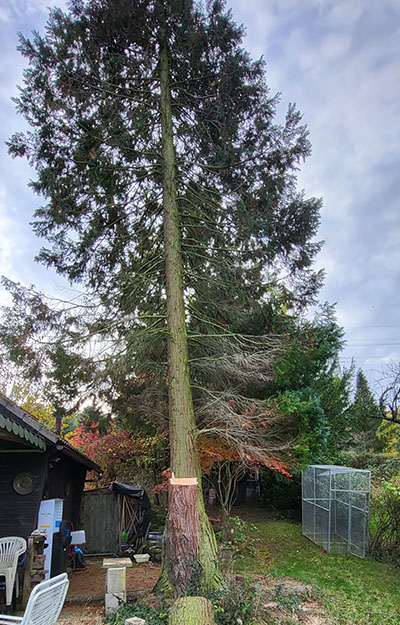 Baumfaellung Img 1